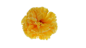 Karafiát - vazbová květina, velikost 8 cm.