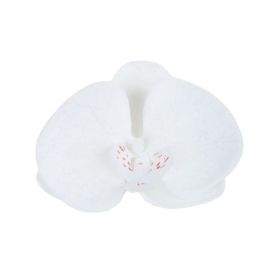 Orchidea vazbová, velikost 10,5cm. | bílá, bordó, krémová, růžová